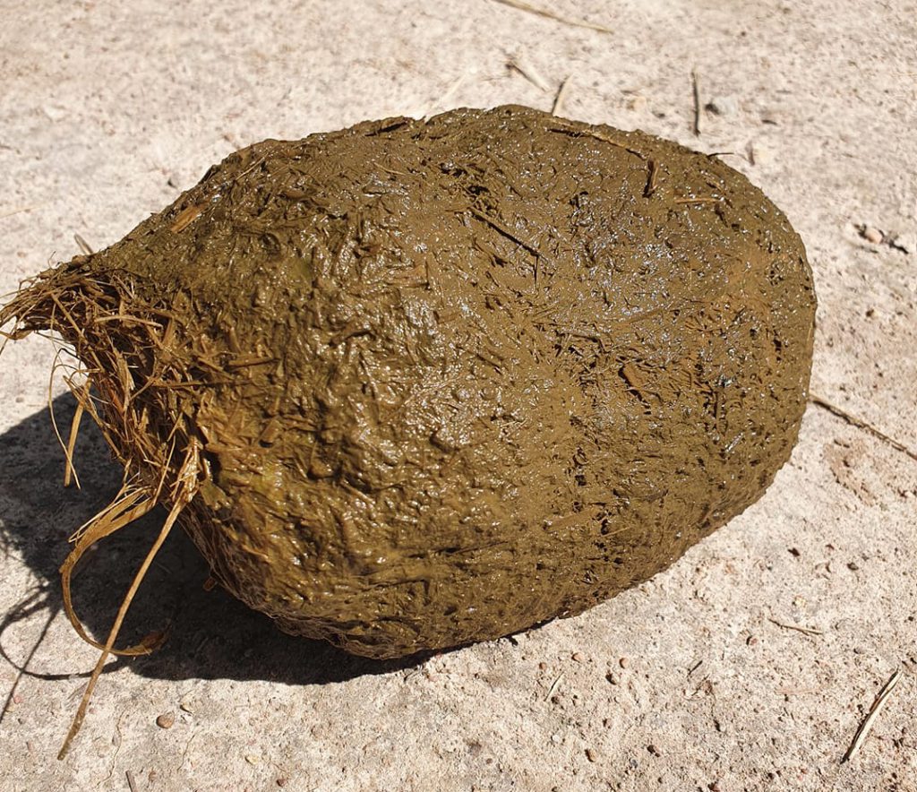 Elephant poop