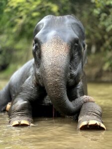 A male elephant without tusks
