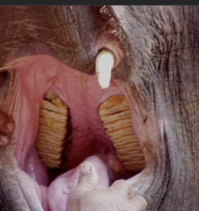 elephant teeth