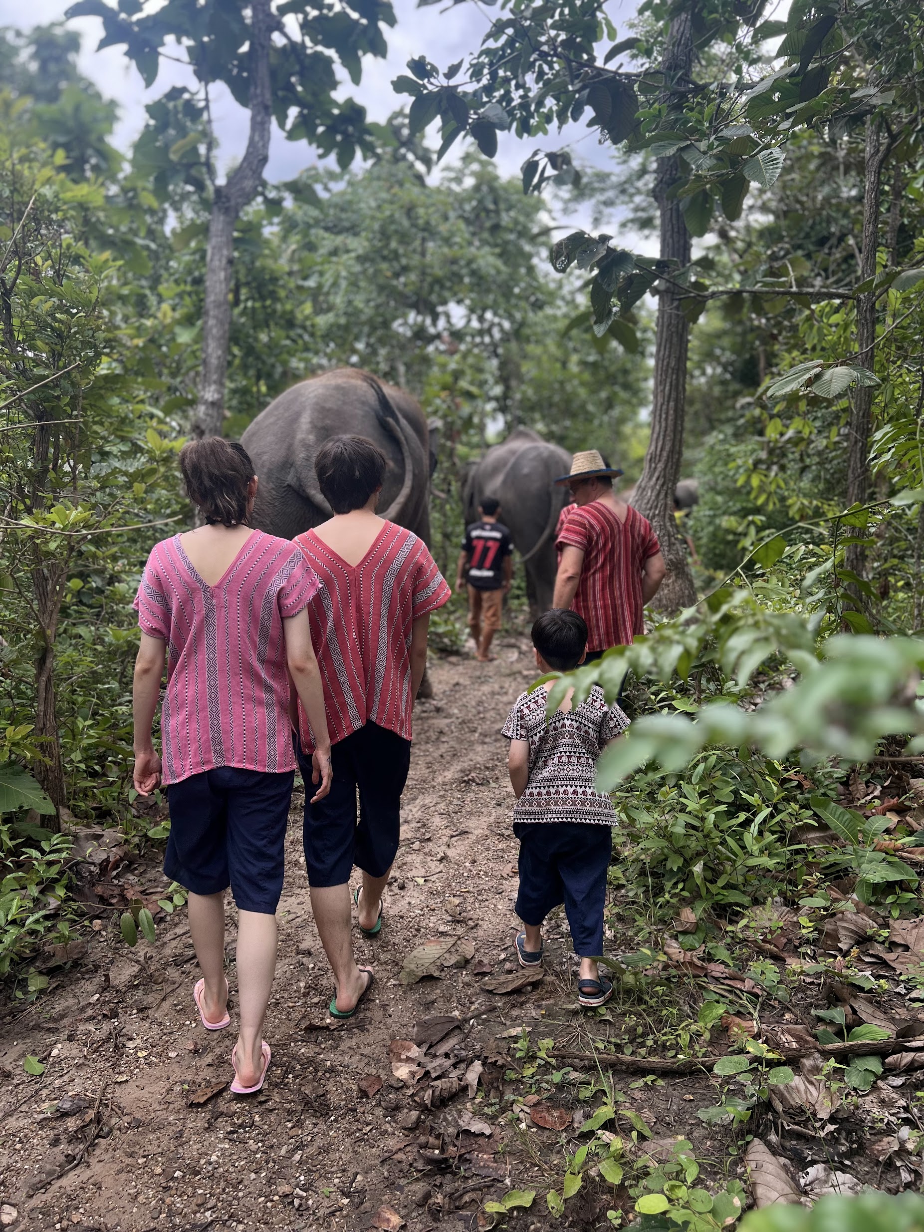 Walking with elephants in the forest