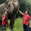 A male elephant without tusks