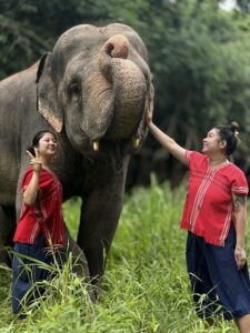 A male elephant without tusks