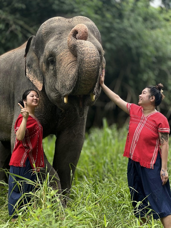 A male elephant without tusks A male elephant without tusks