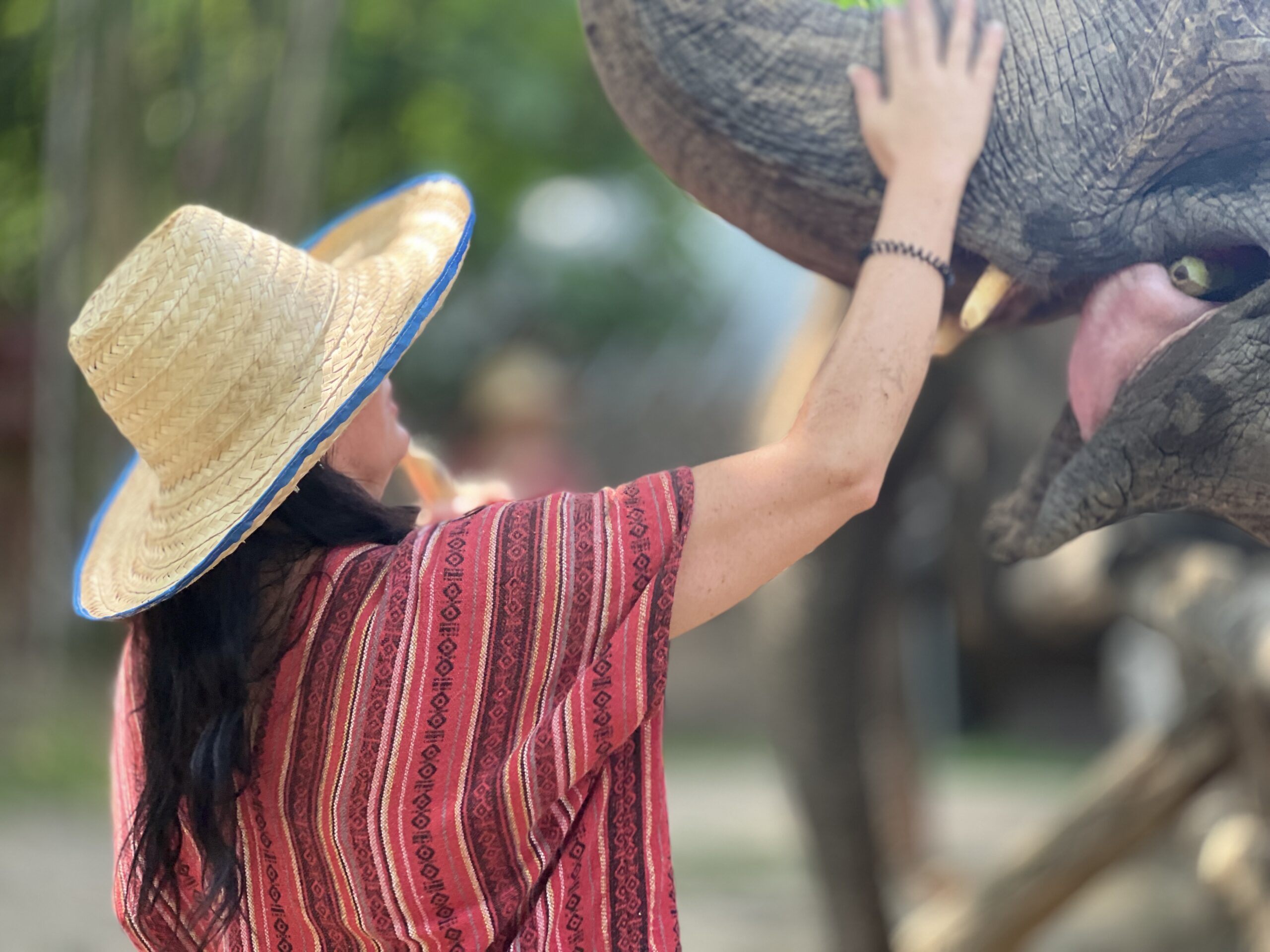 A visitor hand-feeding an elephant