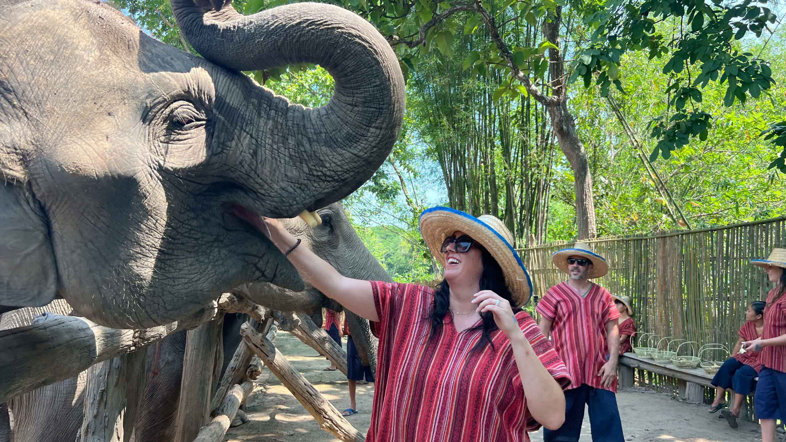Guest safely interacting with an elephant