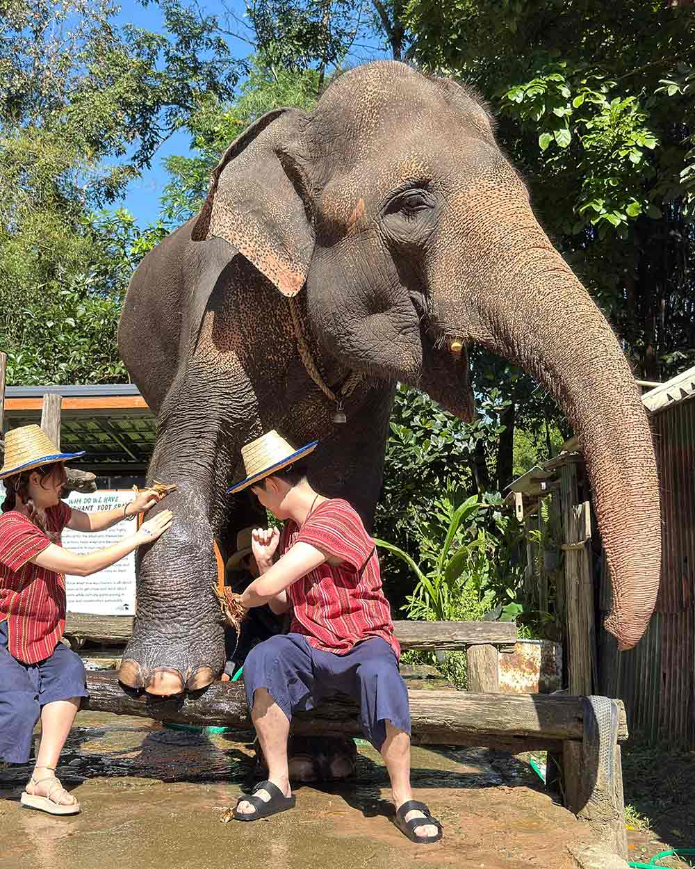 Happy elephants wandering freely in a lush natural forest setting