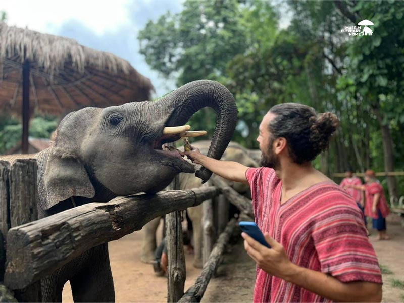 Guest hand-feeding an elephant