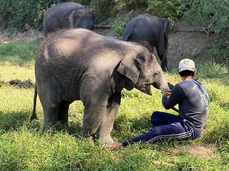 Karen mahout with an elephant