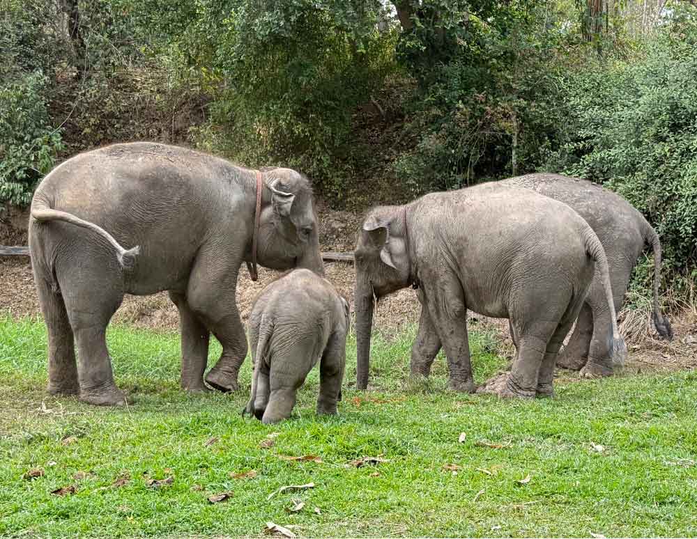 Joyful guests interacting ethically with an elephant at Maerim Elephant Home