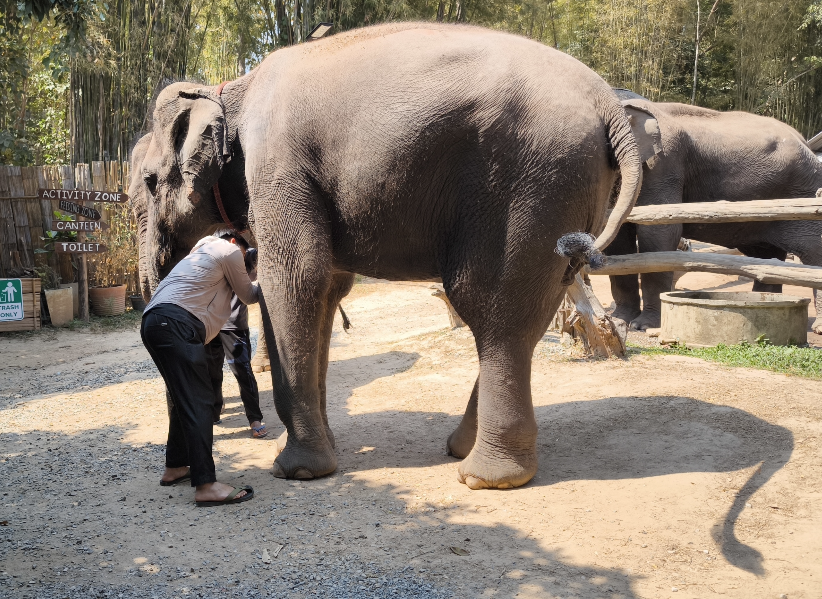 Mahout checking on an elephant